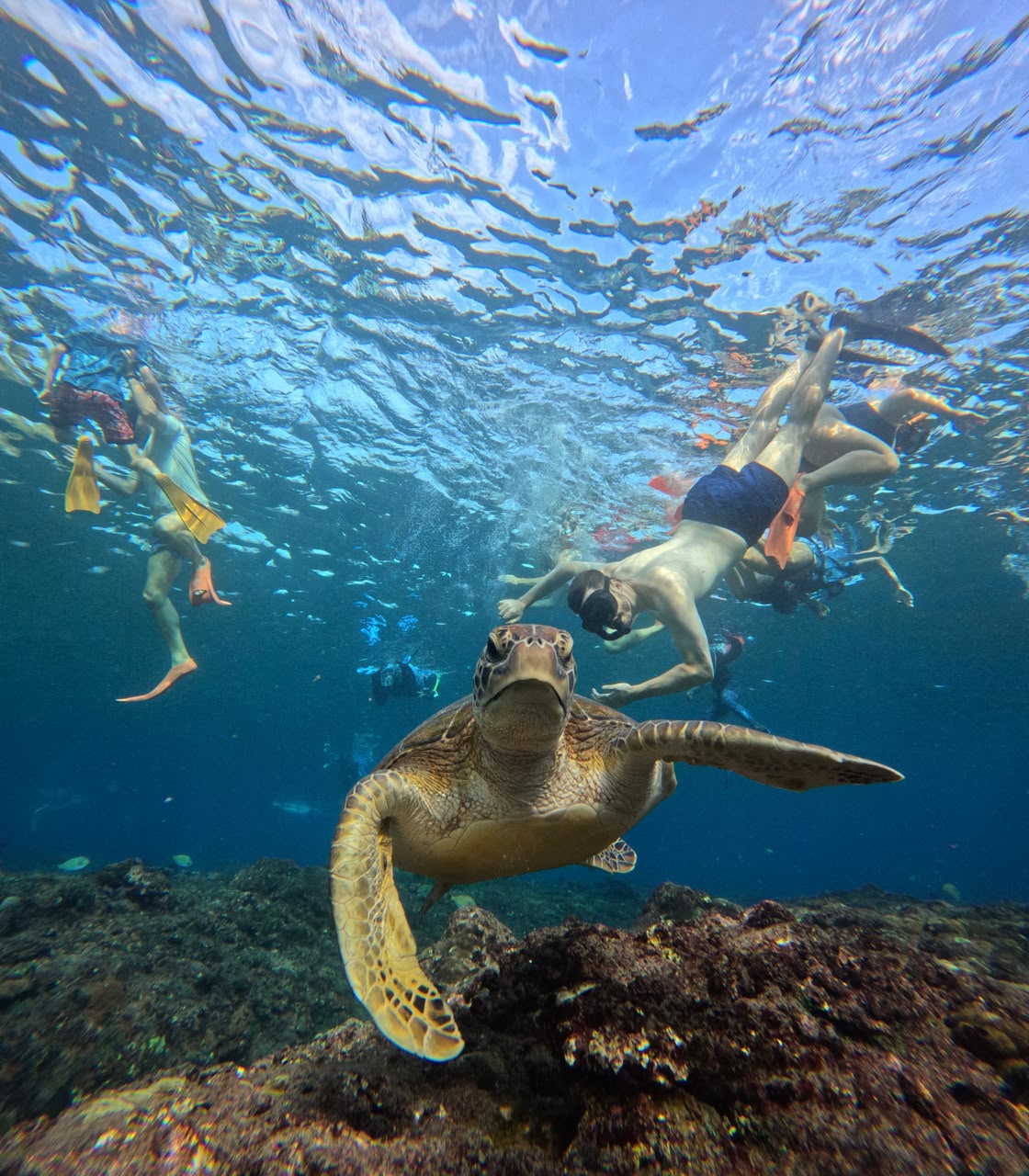 Green sea turtle swimming with snorkelers