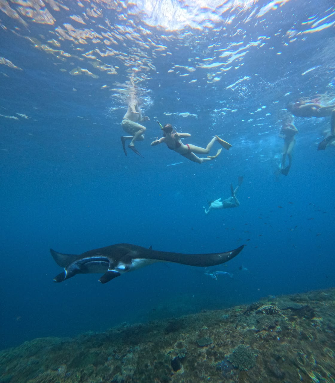 Snorkelers watching a manta ray at Manta Bay