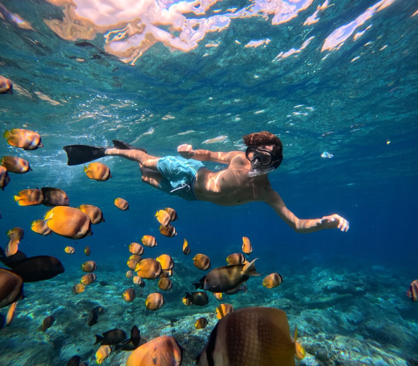 Snorkeler among schools of tropical fish