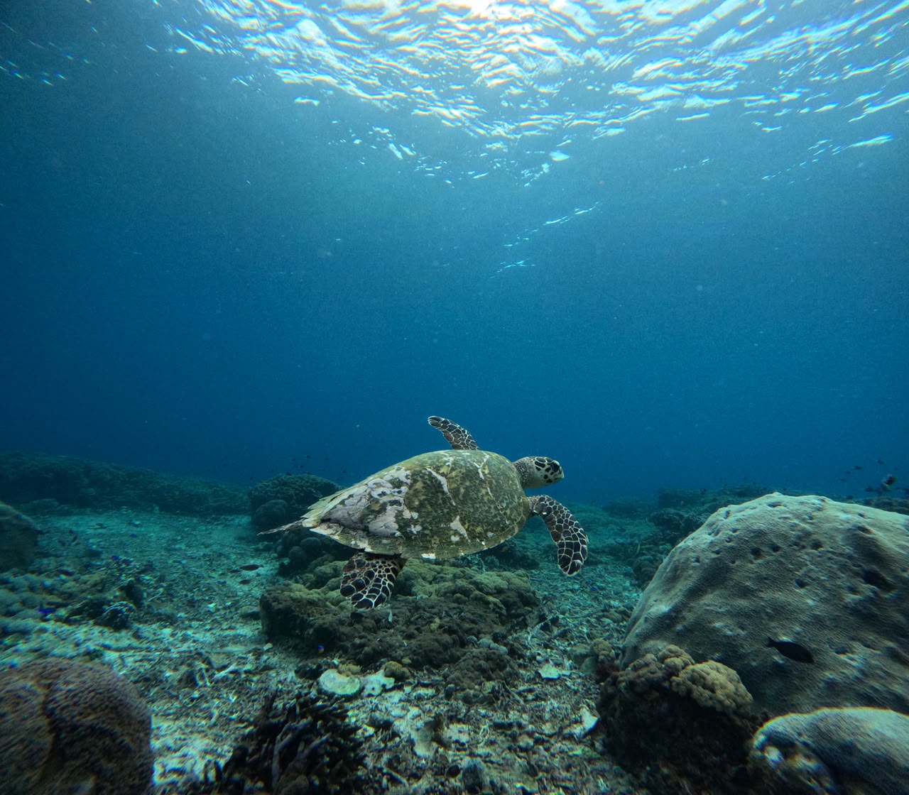 Sea turtle gliding over the coral reef